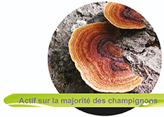 actif sur champignons