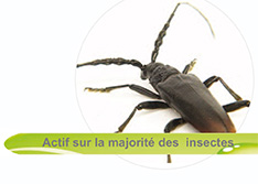 actif sur insectes